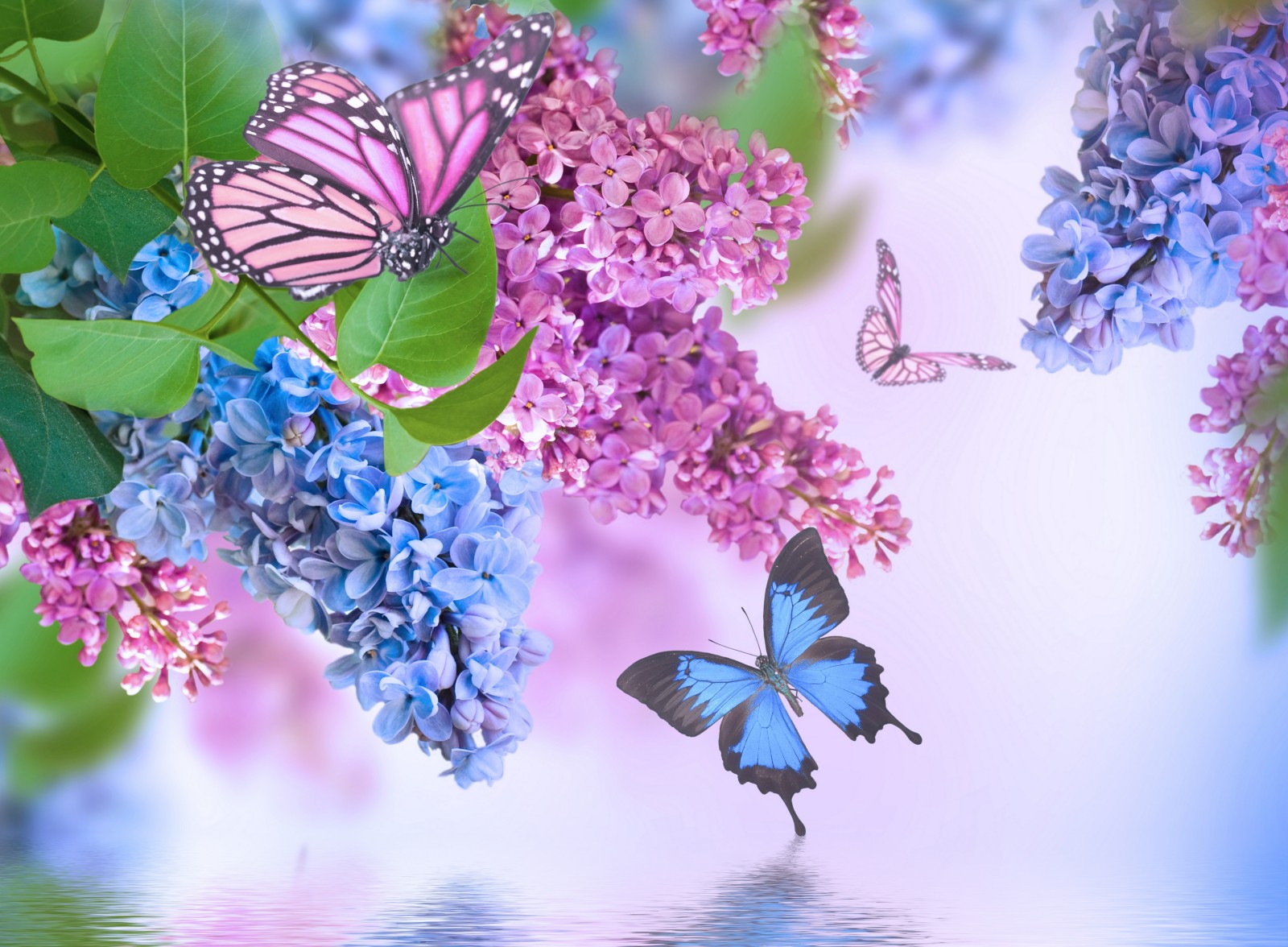 flowers, spring, lilac