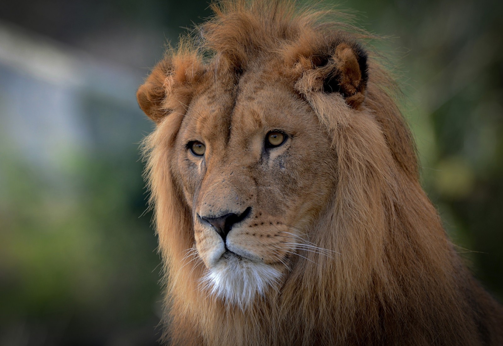 Mira, cara, retrato, gato salvaje, León, melena, el rey de las bestias