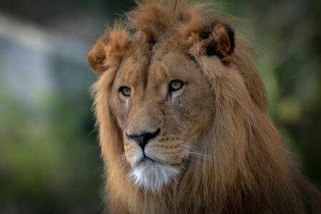 viso, Leo, Guarda, criniera, ritratto, il re degli animali, gatto selvatico