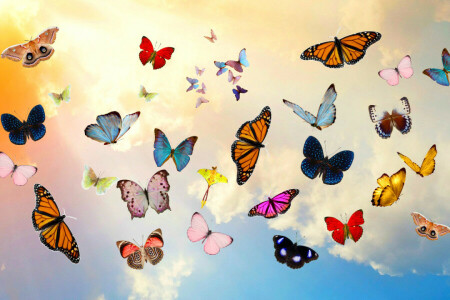 BUTTERFLY, clouds, collage, the sky