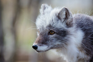 rev, polar Fox, portrett