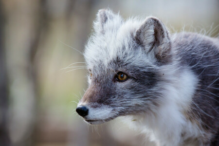 Lis, polarny lis, portret