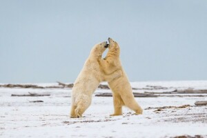 battle, nature