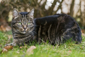 macska, fű, néz, tartózkodás, © Tambako The Jaguar