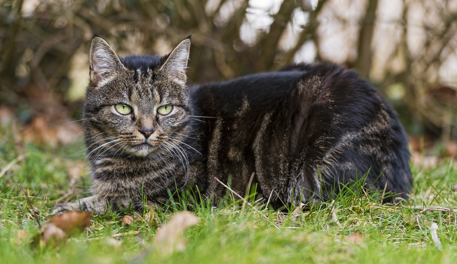 gress, se, katt, oppholde seg, © Tambako Jaguaren