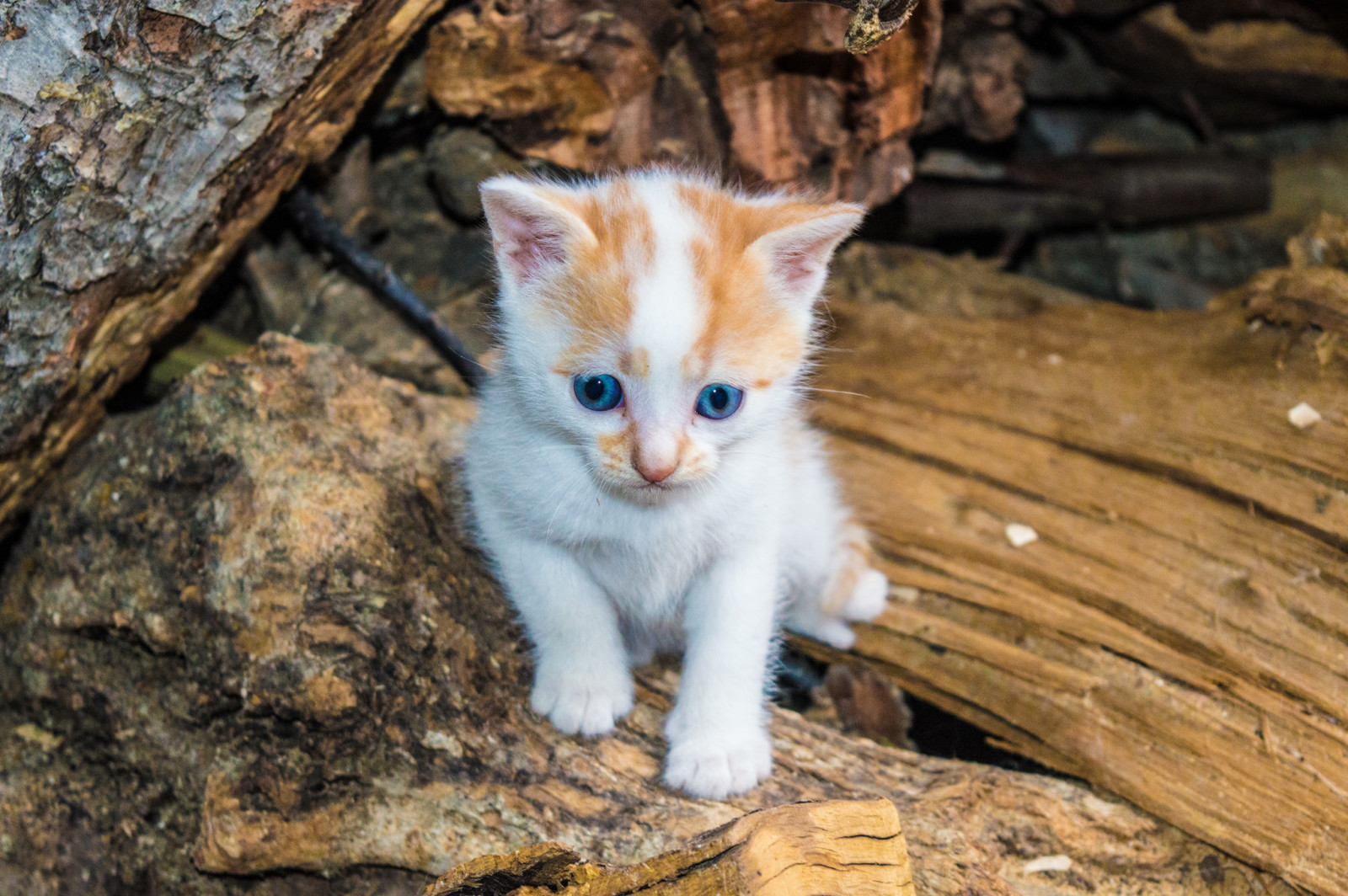 bak, arka fon, gözler, Yavru kedi, Kote