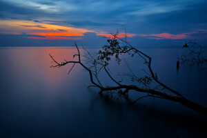 nubes, lago, puesta de sol, el cielo, árbol