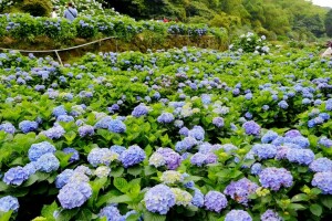 bloemen, hortensia, landschap, natuur