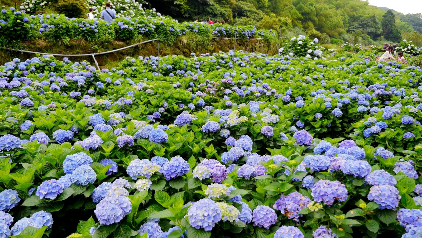 natura, paesaggio, fiori, ortensia