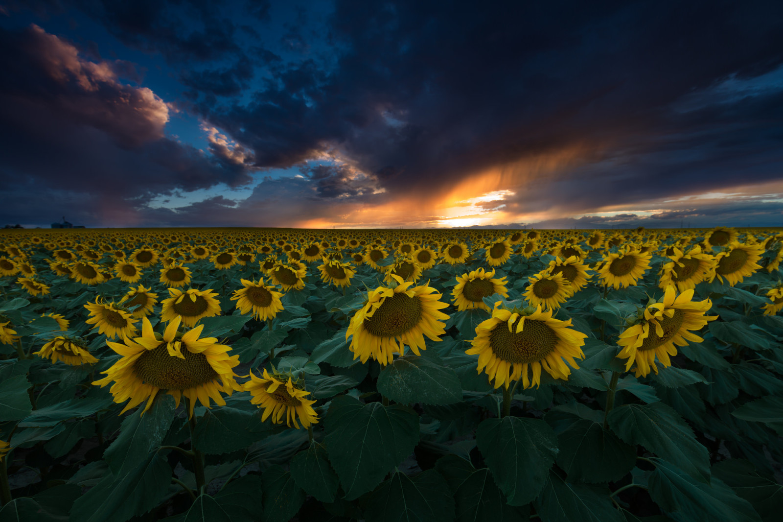 naturaleza, el cielo, verano, puesta de sol, girasoles