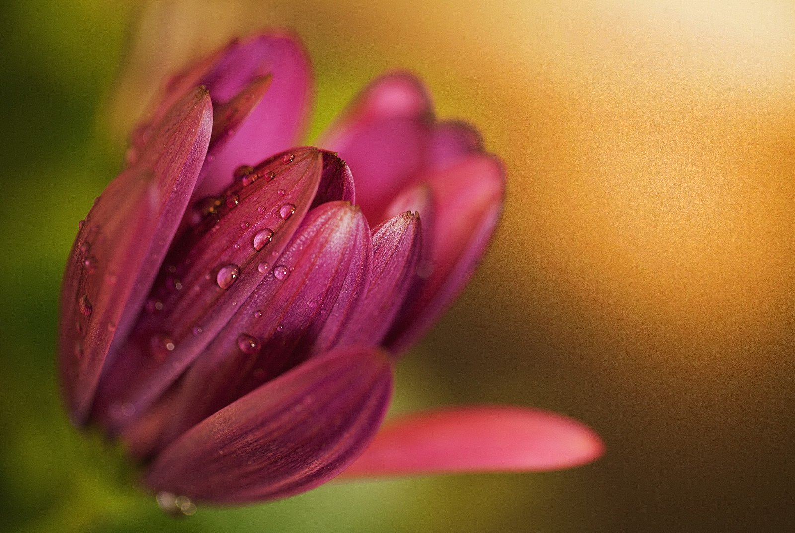 water, bloem, druppels, bloemblaadjes, Rosa, Tulp