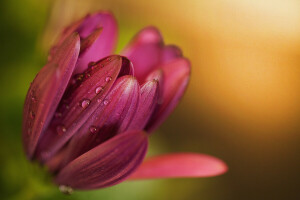 gotas, flor, pétalos, Rosa, Tulipán, agua