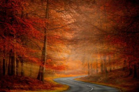 l'automne, la nature, route, des arbres