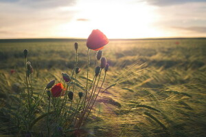 field, Maki, morning