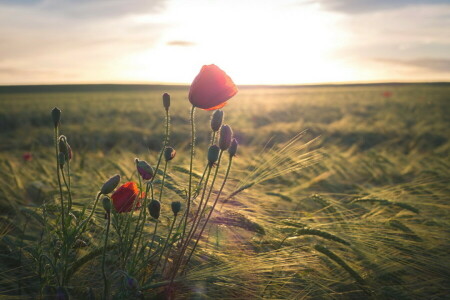 veld-, Maki, ochtend-