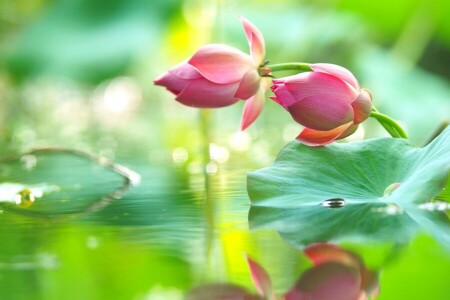 buds, drops, Lotus, pink, reflection, tenderness, water