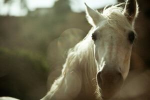 background, blur, face, horse, mane