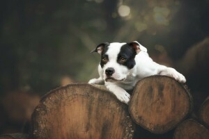 Amerikan pit bull Terrier, bokeh, köpek, yalanlar, günlük, kütükler, bak, doğa