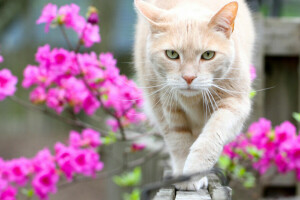 bokeh, cat, flowers, look