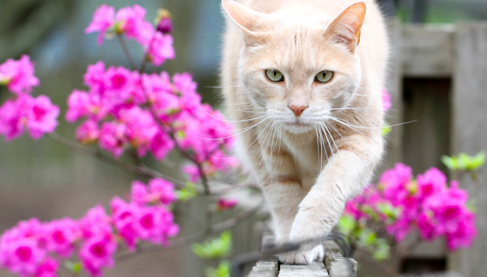 look, bokeh, cat, flowers