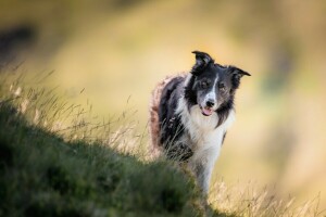 Contexte, bokeh, chien, visage, herbe, colline, Langue, Regardez