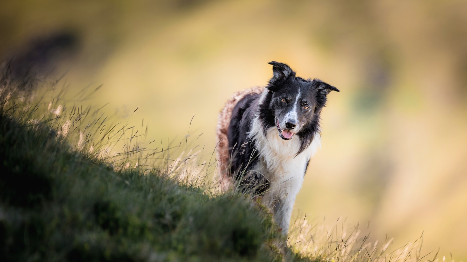 çimen, bak, doğa, poz, arka fon, köpek, yüz, bokeh