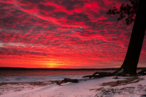 clouds, glow, snow, the sky, tree, winter