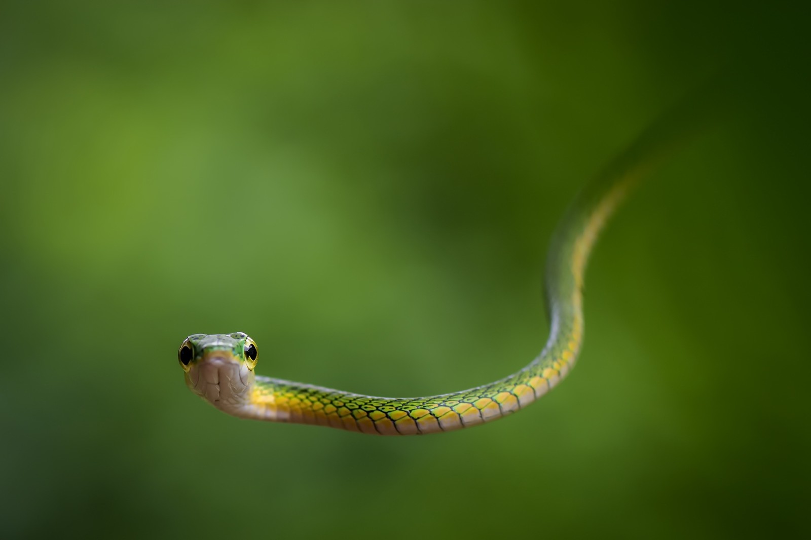 la nature, serpent, Leptophis bocourti