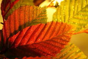 herfst, kleur, bladeren, macro