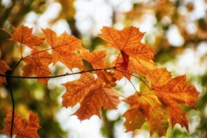 herfst, bladeren, natuur