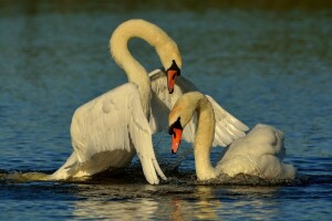 un couple, des oiseaux, l'amour, cygnes, l'eau, ailes