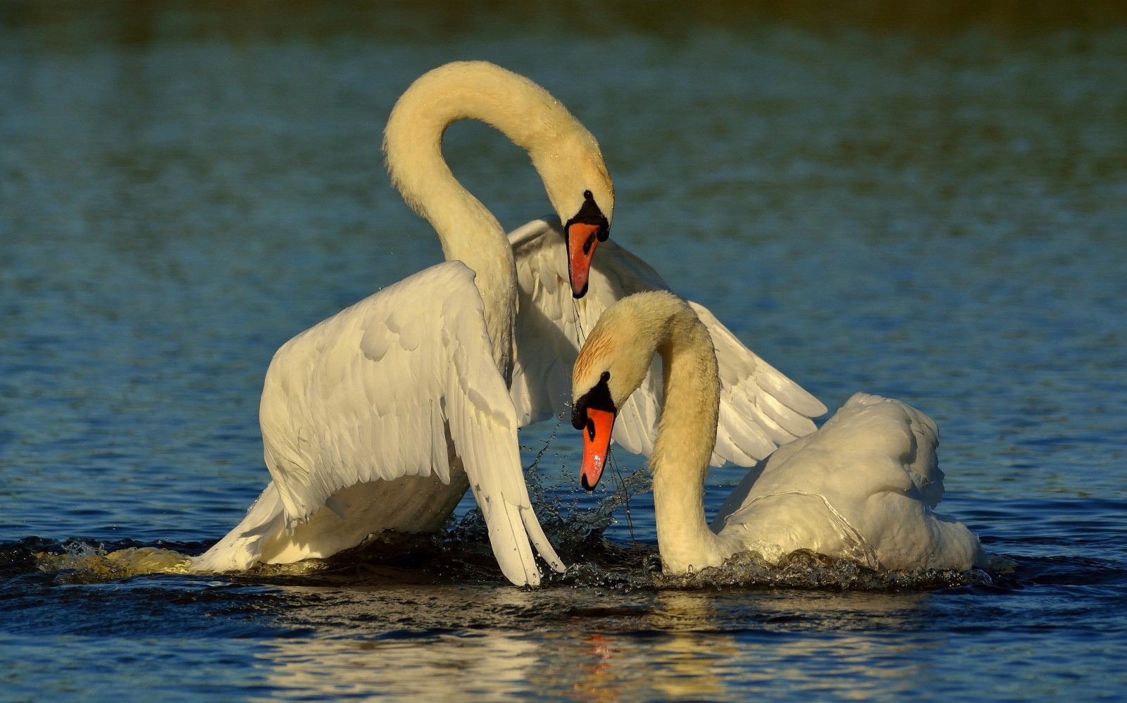 Liebe, Wasser, ein Paar, Flügel, Vögel, Schwäne