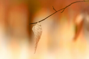 l'automne, la nature, feuille