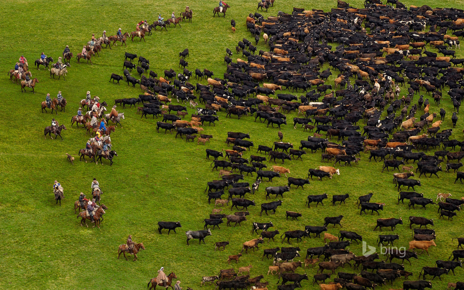 gras, weide, de kudde, koeien, Andes, Ecuador