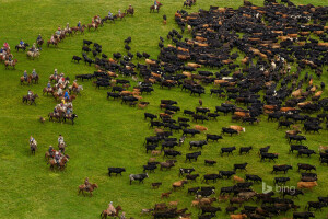 Andes, vaches, Équateur, herbe, pâturage, le troupeau