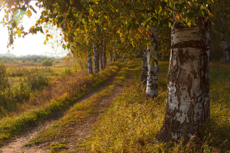 herfst, berk, veld-, weg, bomen