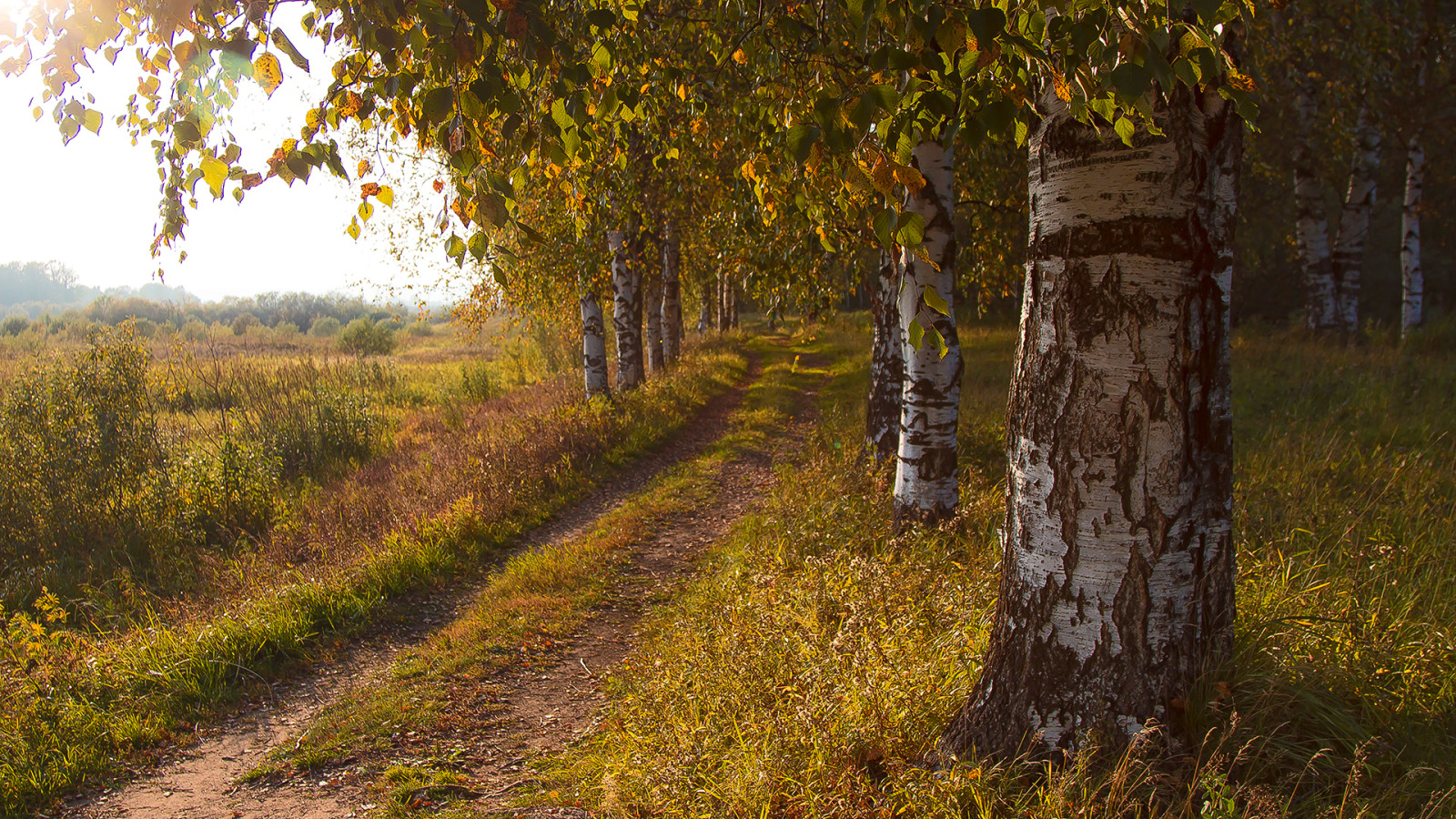 l'automne, route, des arbres, champ, bouleau