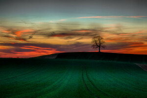 campo, pôr do sol, árvore