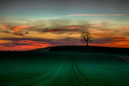 champ, le coucher du soleil, arbre