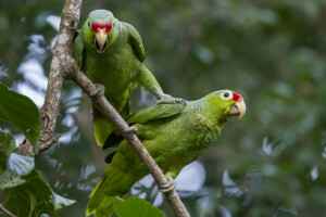 birds, branch, forest, pair, parrot