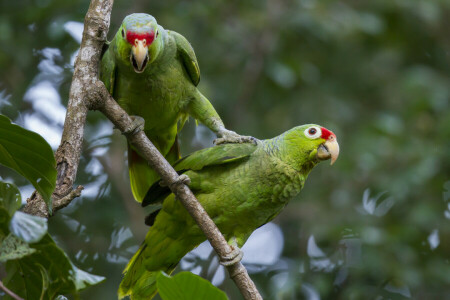 aves, rama, bosque, par, loro