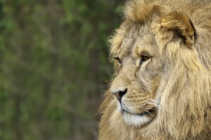 bestia, León, naturaleza