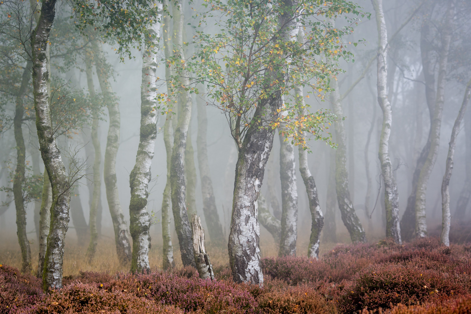 autunno, nebbia, betulla