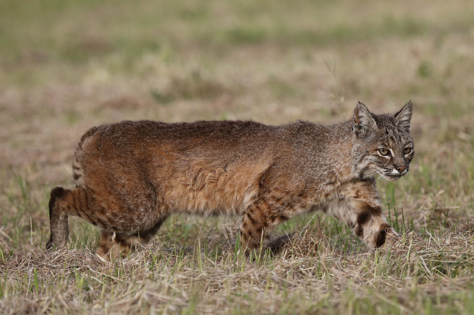 Raubtier, Luchs, Jagd