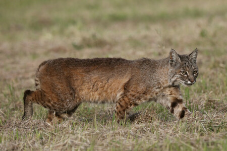 Caçando, lince, predador