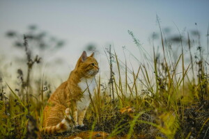 sfondo, gatto, Guarda