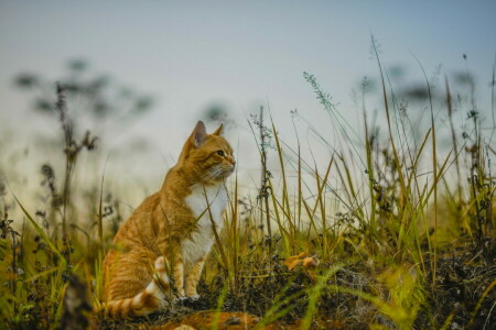 Hintergrund, Katze, aussehen