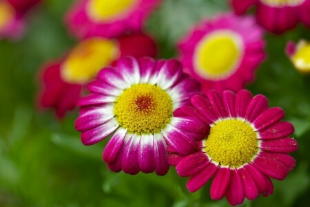 bokeh, chamomile, macro