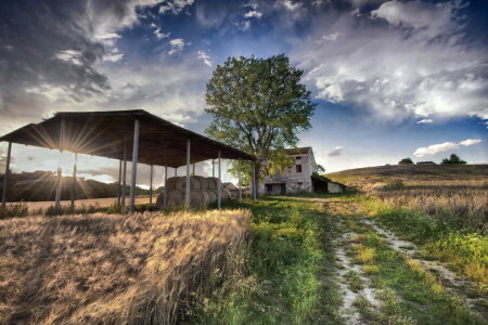 oreilles, champ, foins, maison, paysage, été