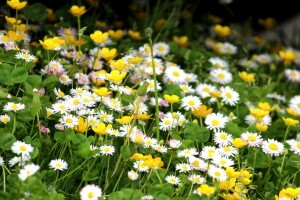 flores, naturaleza, verano